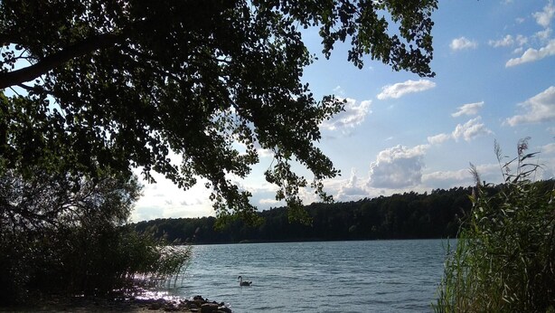 A lakeside view with a sandy beach, a swan, and a forested hill in the background.