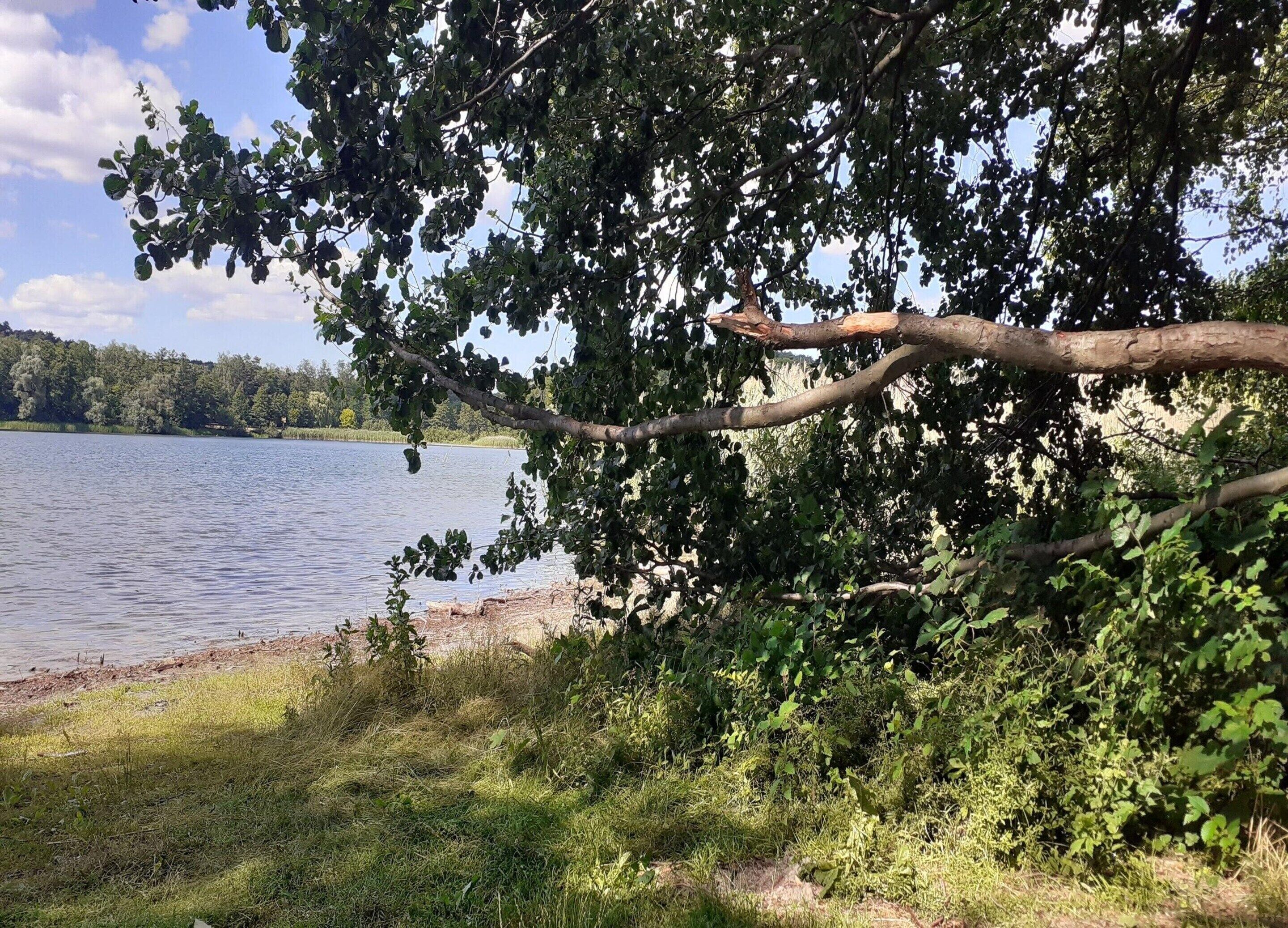 Vista de un lago con abundante vegetación y aguas tranquilas.