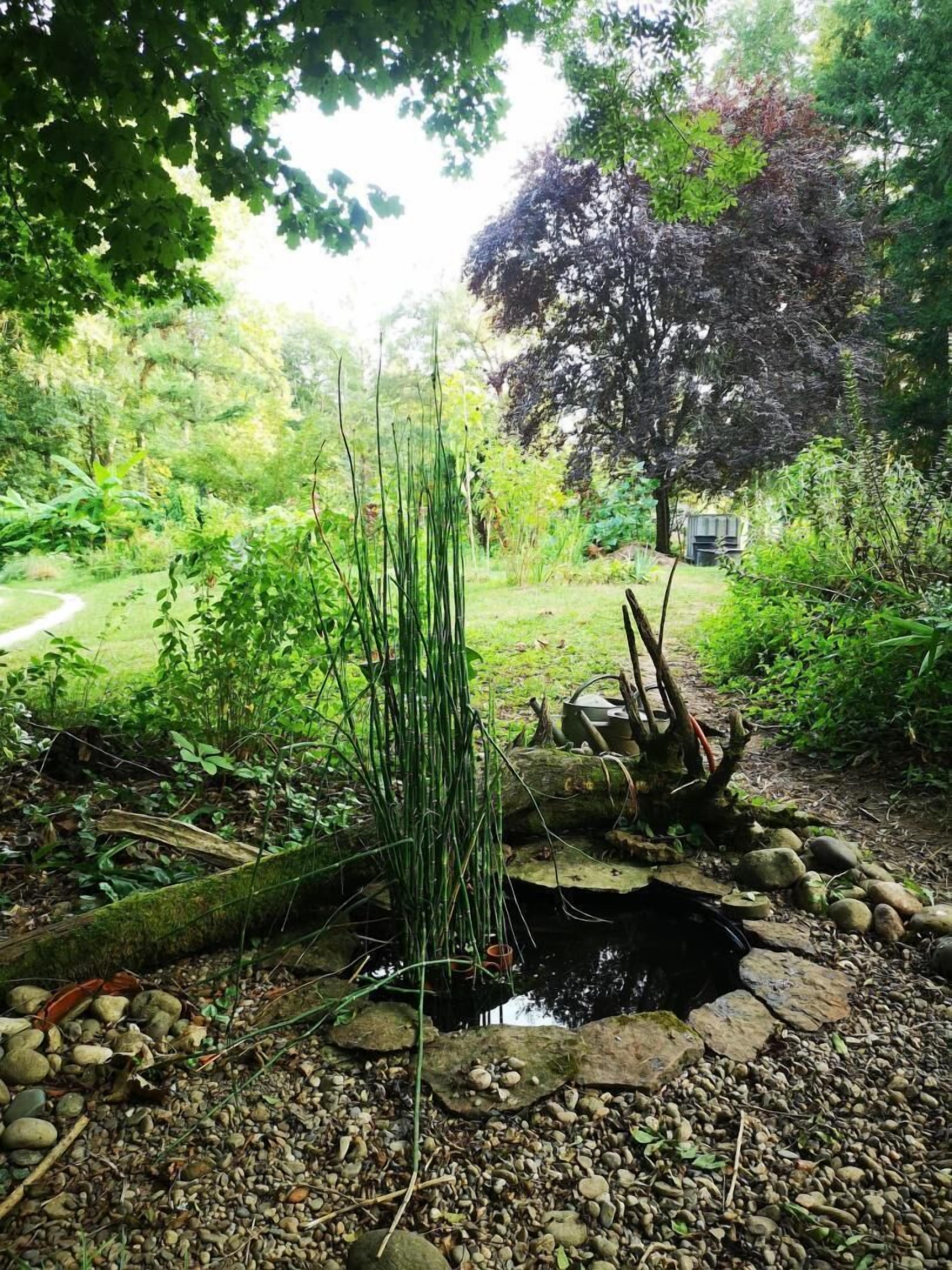 Un jardín con un pequeño estanque, rodeado de rocas y plantas.