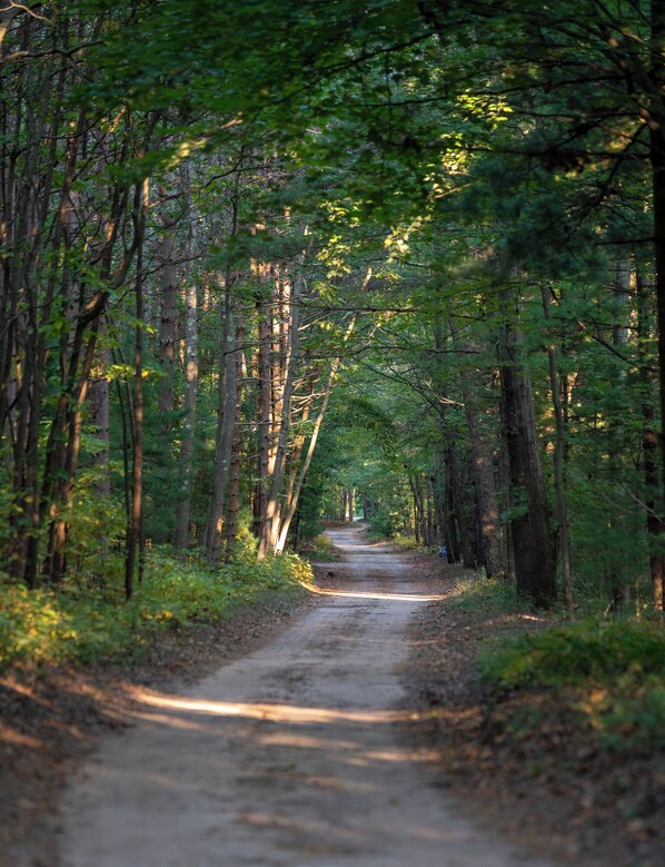 A forest path surrounded by tall trees. - Scenic Drive Resort - Cabin #7 (Muskegon)