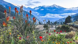 Un paisaje montañoso con un campo de flores rojas y amarillas en primer plano y montañas nevadas al fondo.
