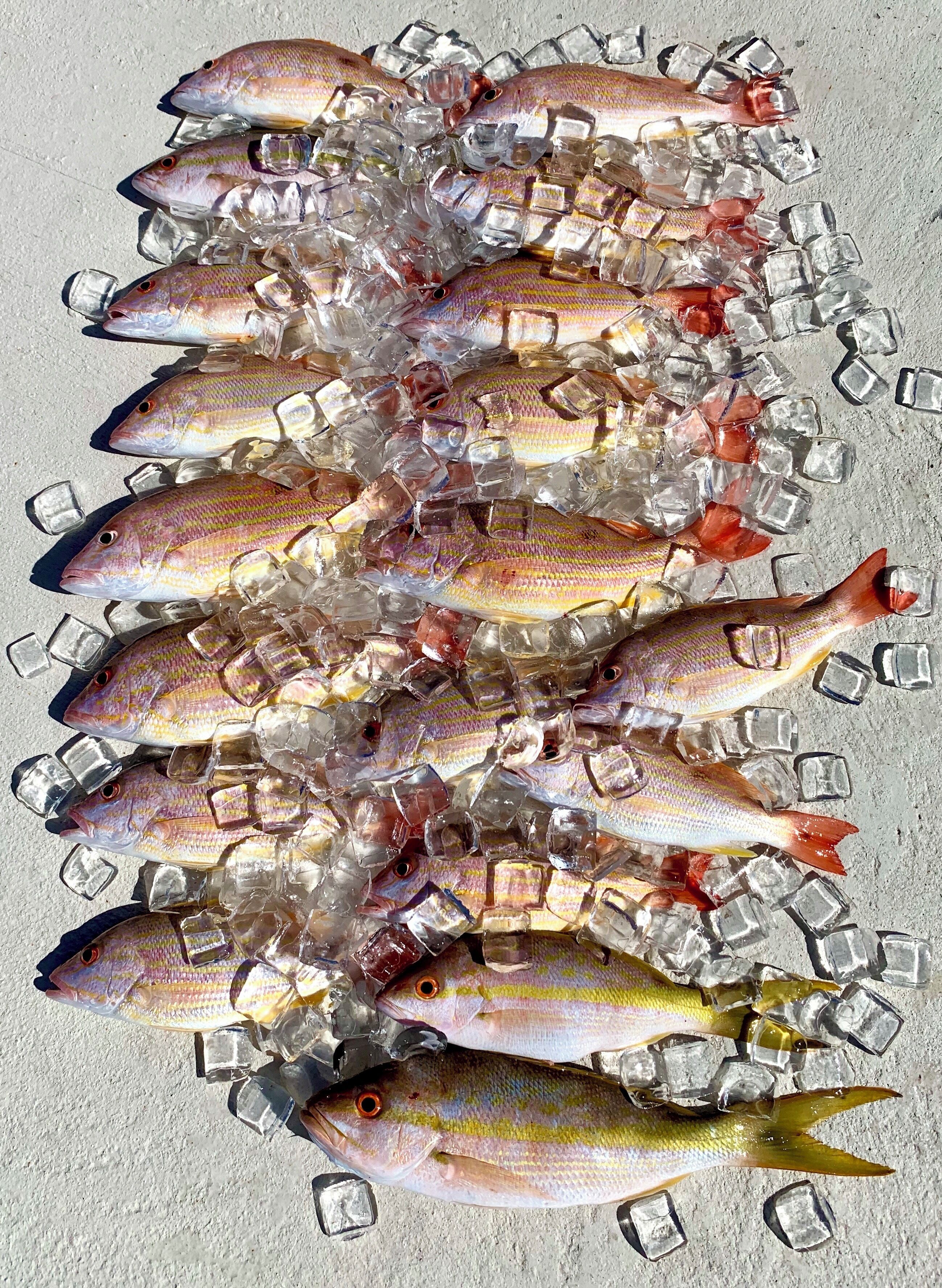 A collection of fish and ice cubes on a flat surface.