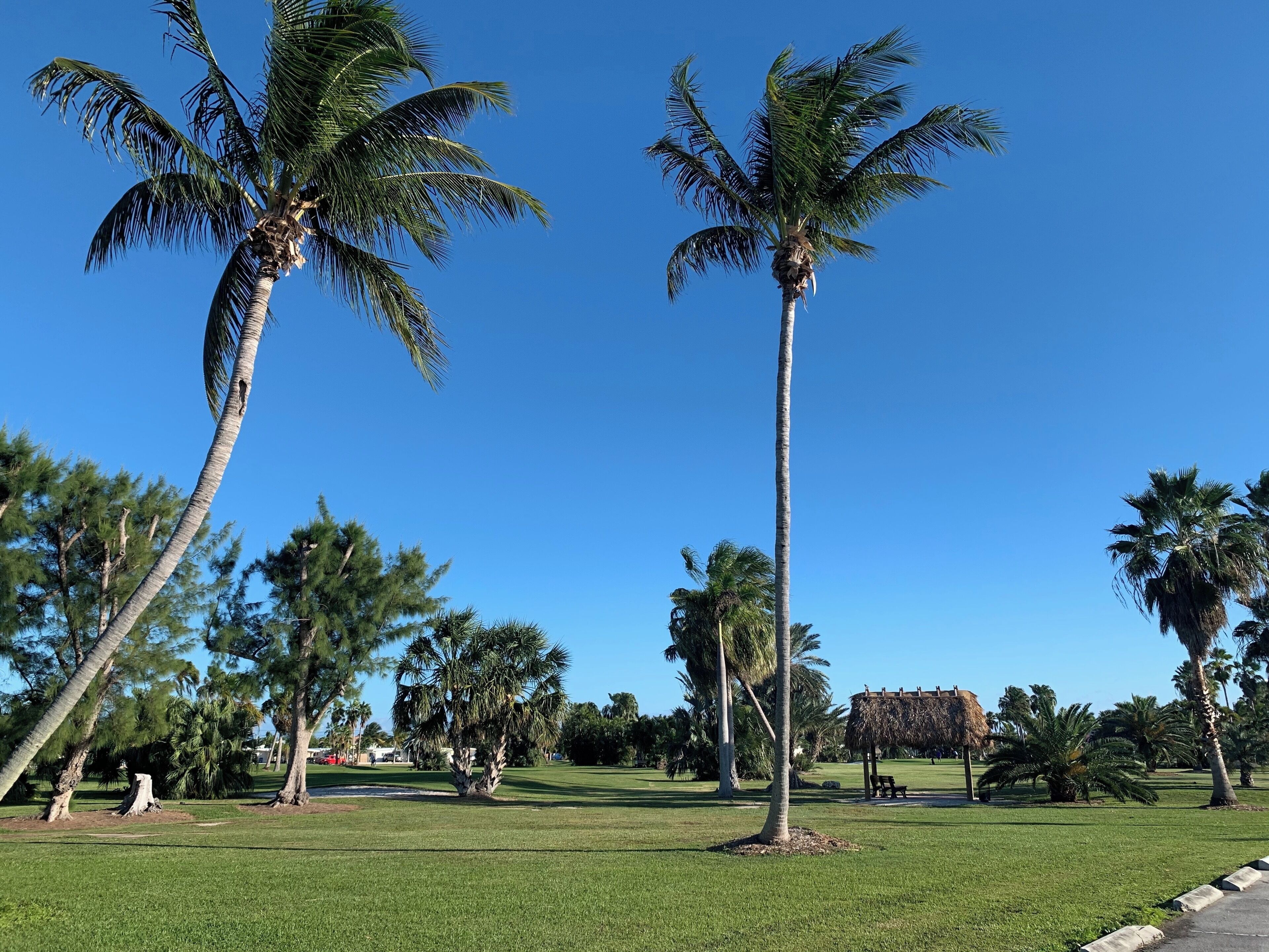 A park with palm trees and a thatched-roof structure.