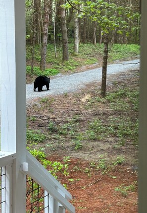 Interior - Cozy Mountain Hideaway, Next to Hiking Trails & Waterfalls! (Highlands)