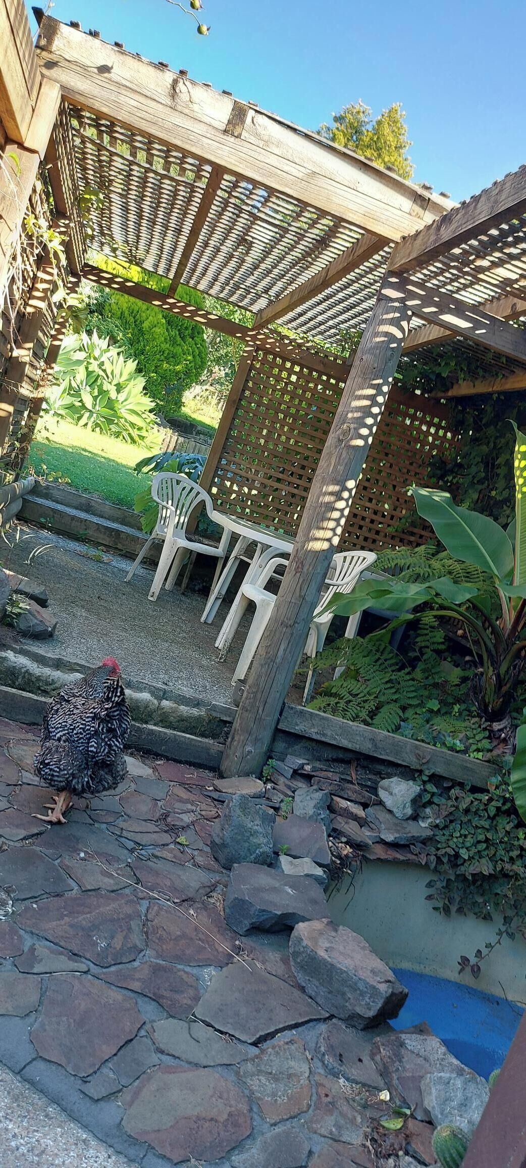 A patio area with a wooden pergola, stone flooring, and a small garden with plants and a bird.