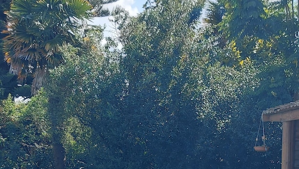 Una piscina rodeada de abundante vegetación y un camino de piedra.