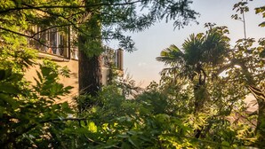 Un exuberante jardín con follaje denso, un edificio con balcón y un cielo despejado.