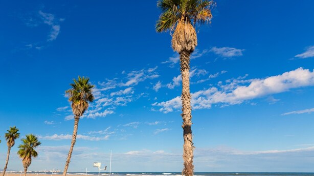 A beach with palm trees and a clear sky. - Los Angeles With 3 Bedrooms and 3 Bathrooms (Valencia)