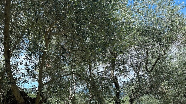 A wooden deck with a pool, surrounded by olive trees and greenery.
