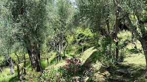 A natural landscape with trees, a grassy area, and a stone pathway.