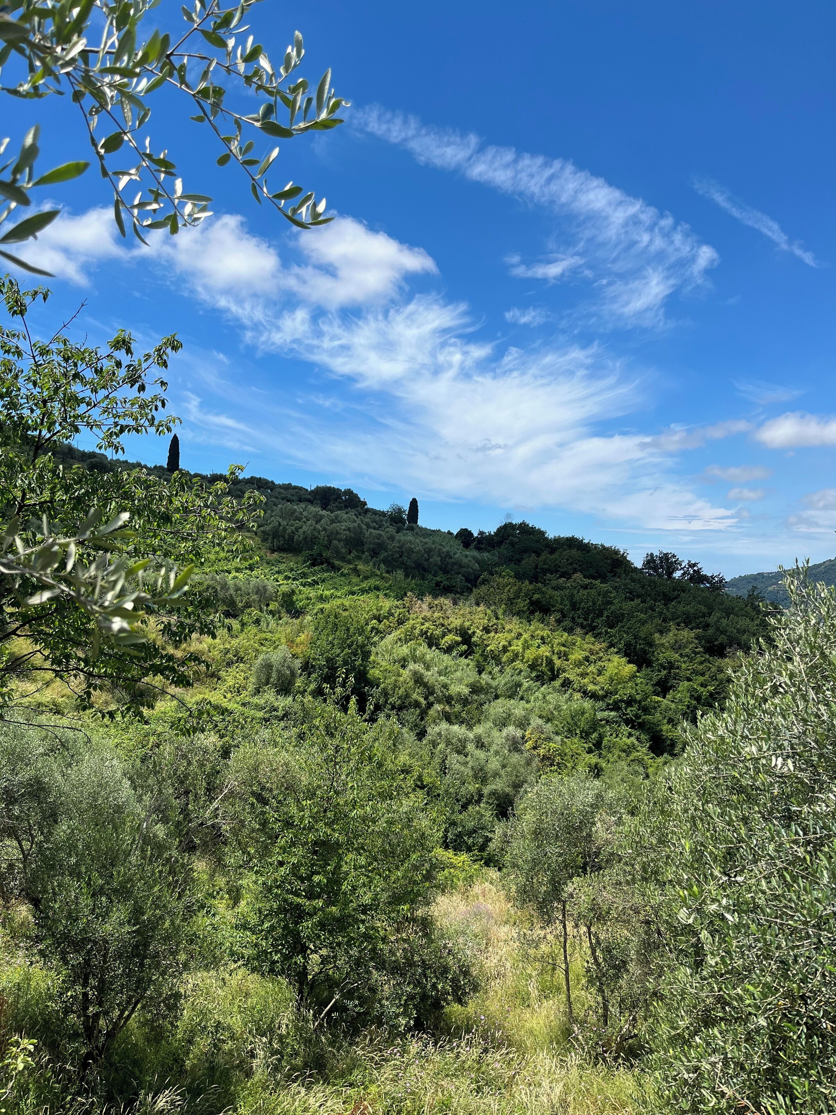 A natural landscape with dense greenery and a clear blue sky.
