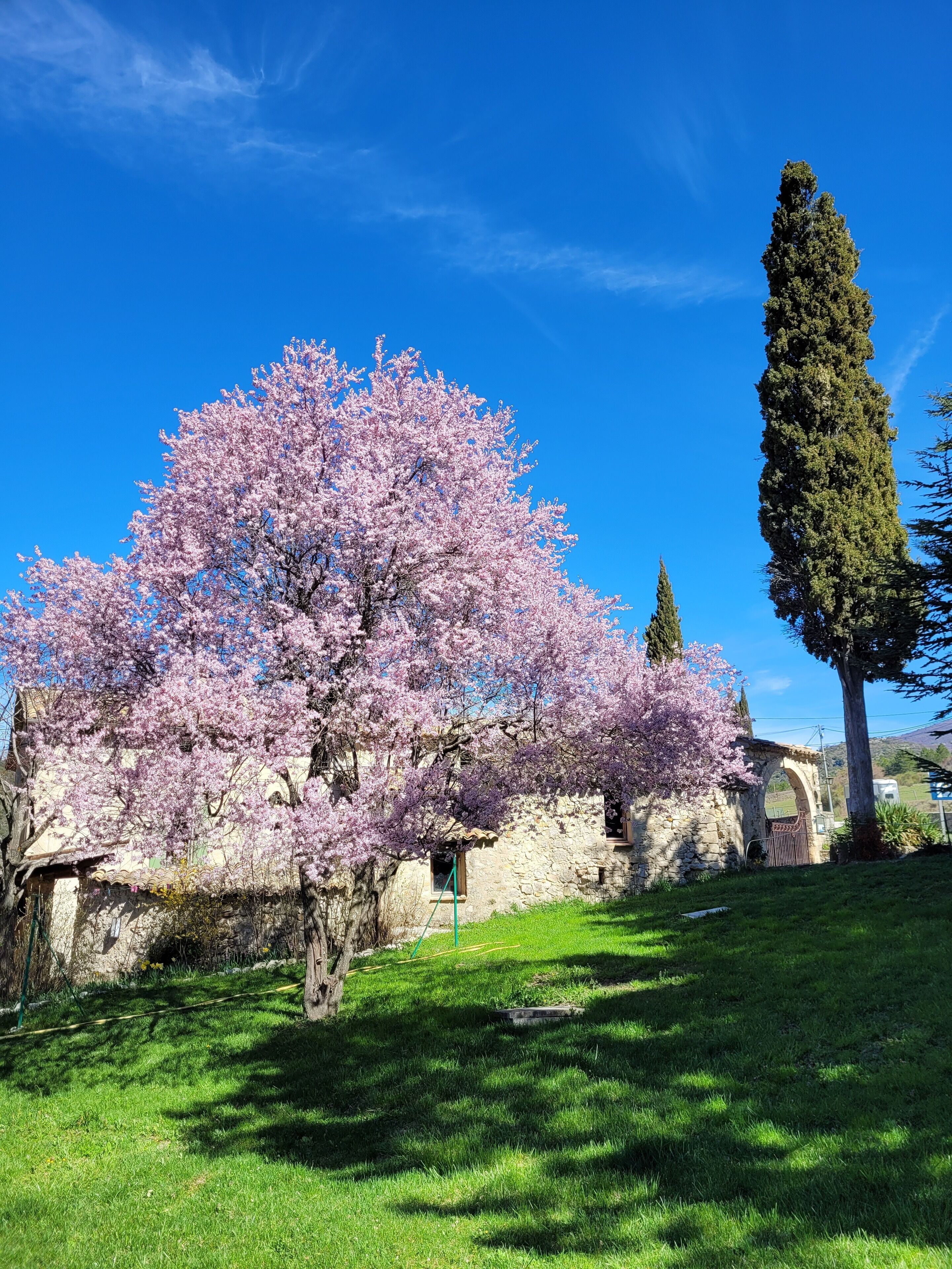 A stone building with a garden, cherry blossoms, and a tall tree.