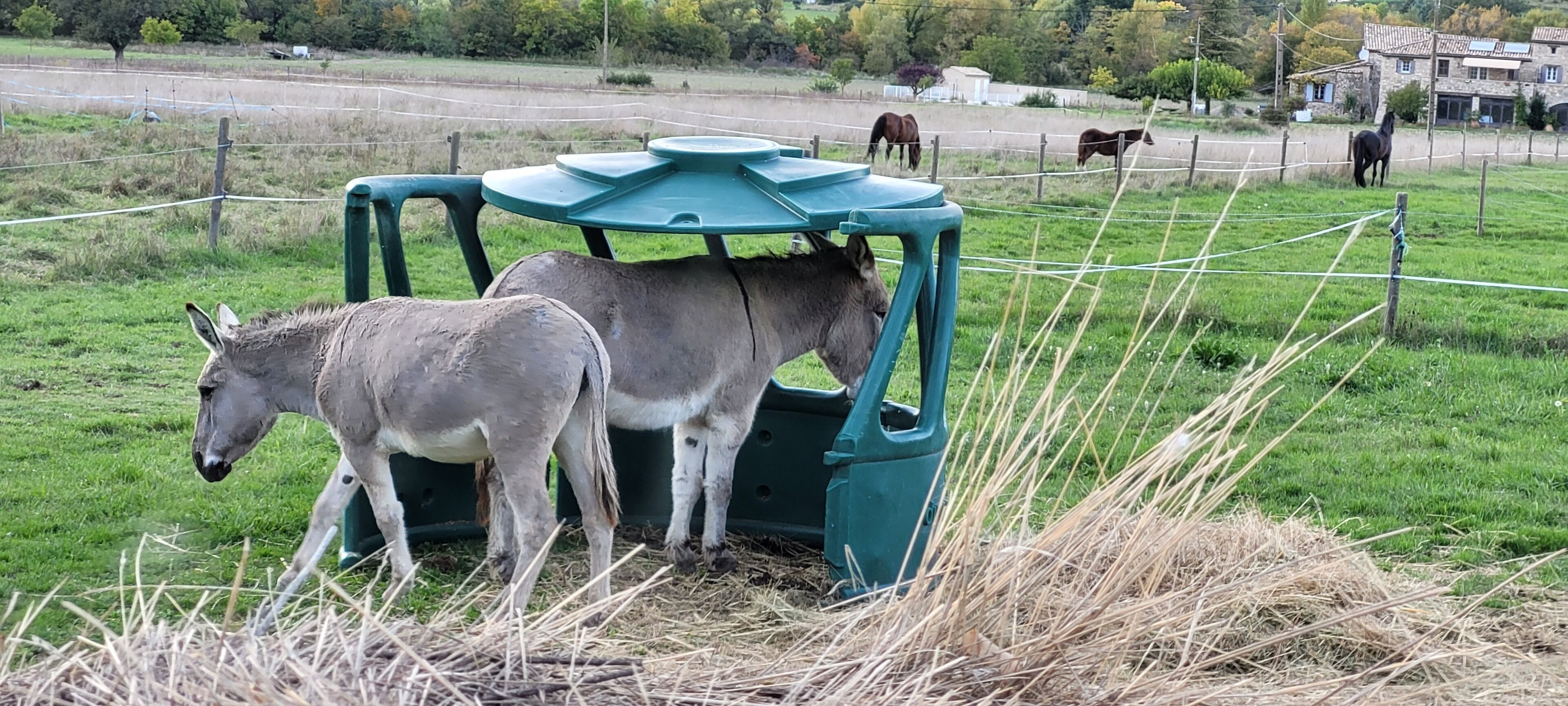 A stable with two donkeys and a feeding trough.