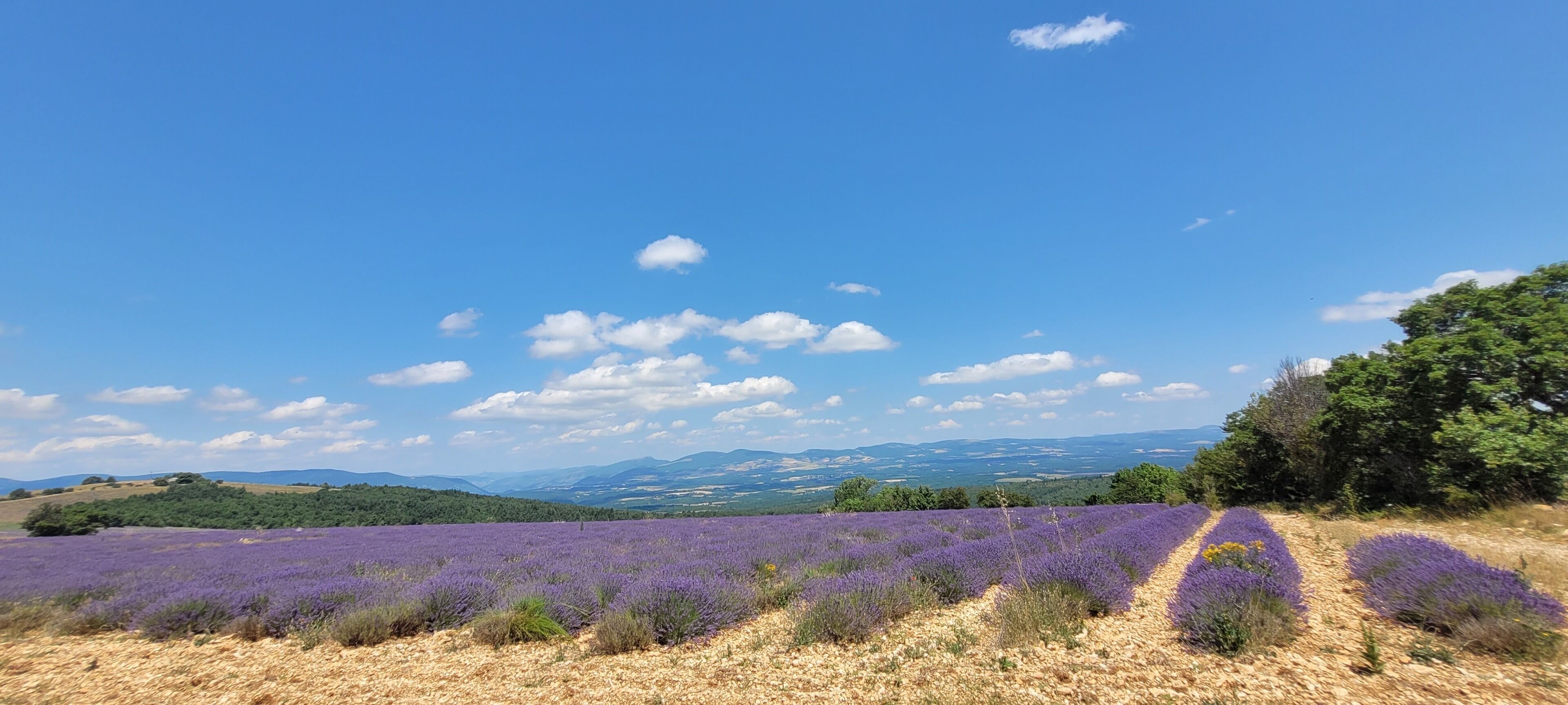 A lavender field with a clear sky and distant mountains.