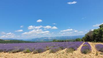 A lavender field with a clear sky and distant mountains.