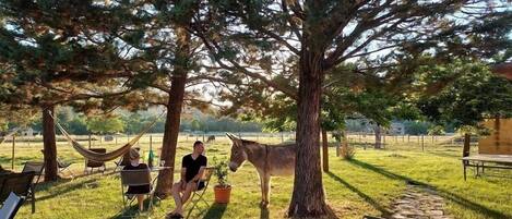 Una hamaca bajo un árbol grande, una mesa de picnic y un burro en una zona verde.