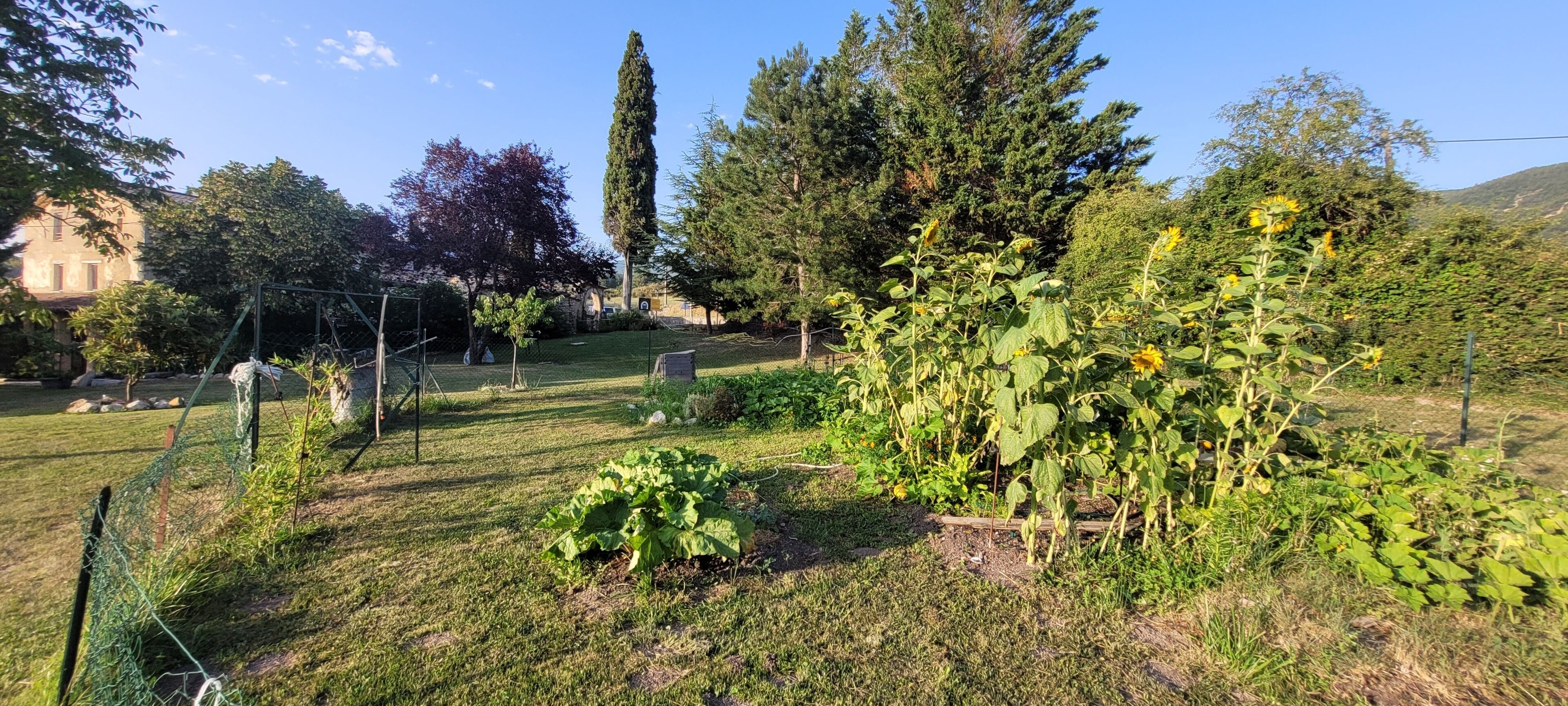 A garden with various plants and trees, a fenced area, and a building in the background.