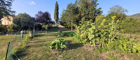A garden with various plants and trees, a fenced area, and a building in the background.