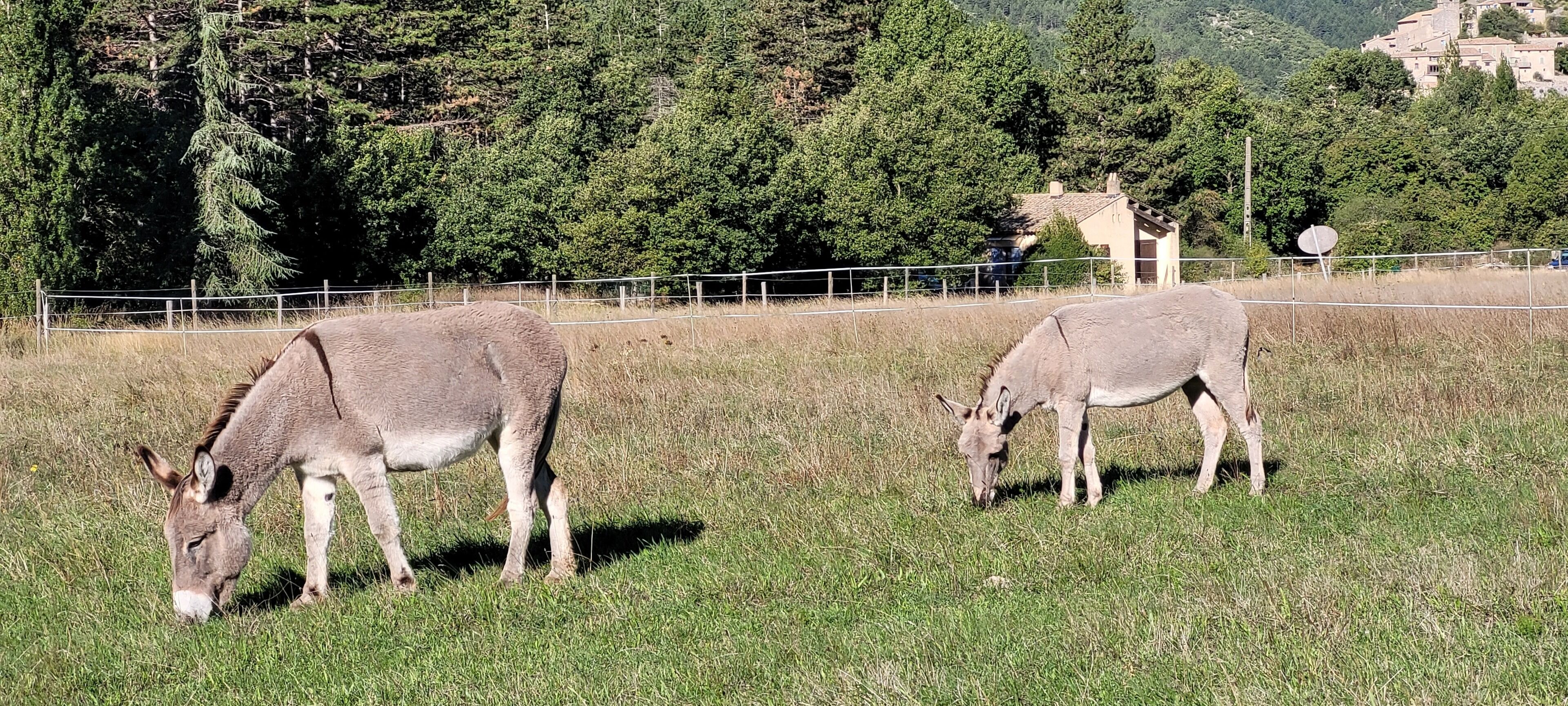 Dos burros pastando en un campo cercado, con una casa y árboles al fondo.