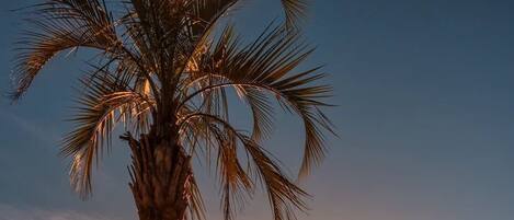 Playa