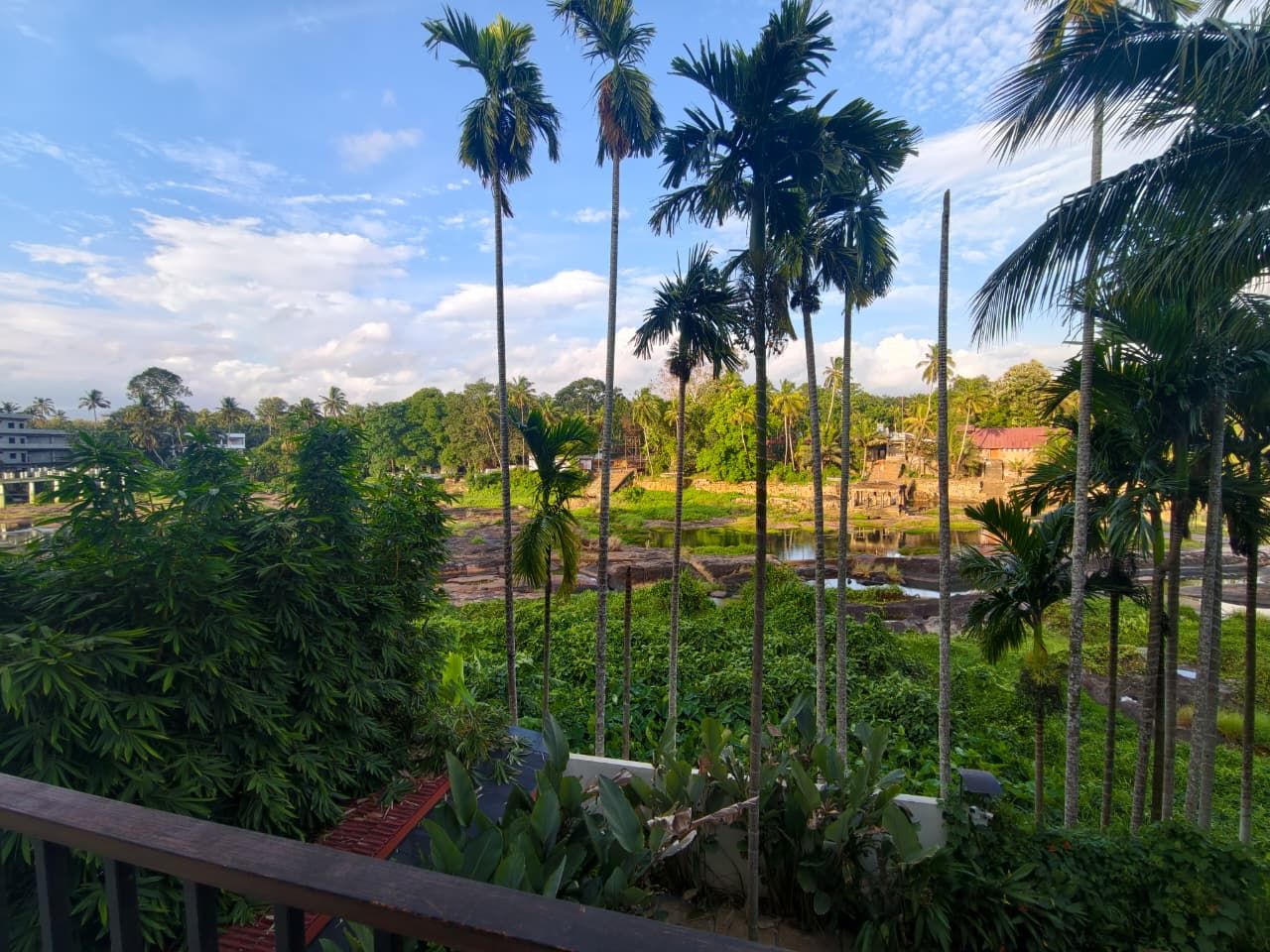A view of a lush garden with tall palm trees, a water body, and a building in the background.
