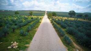 A paved pathway flanked by rows of agave plants, leading towards a distant horizon. - TB 11 (Kibaoni)