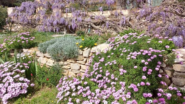 Ein Garten mit violetten Blumen und einer Steinmauer.