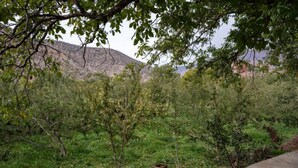 Paisaje natural con césped, árboles y un sendero de concreto.