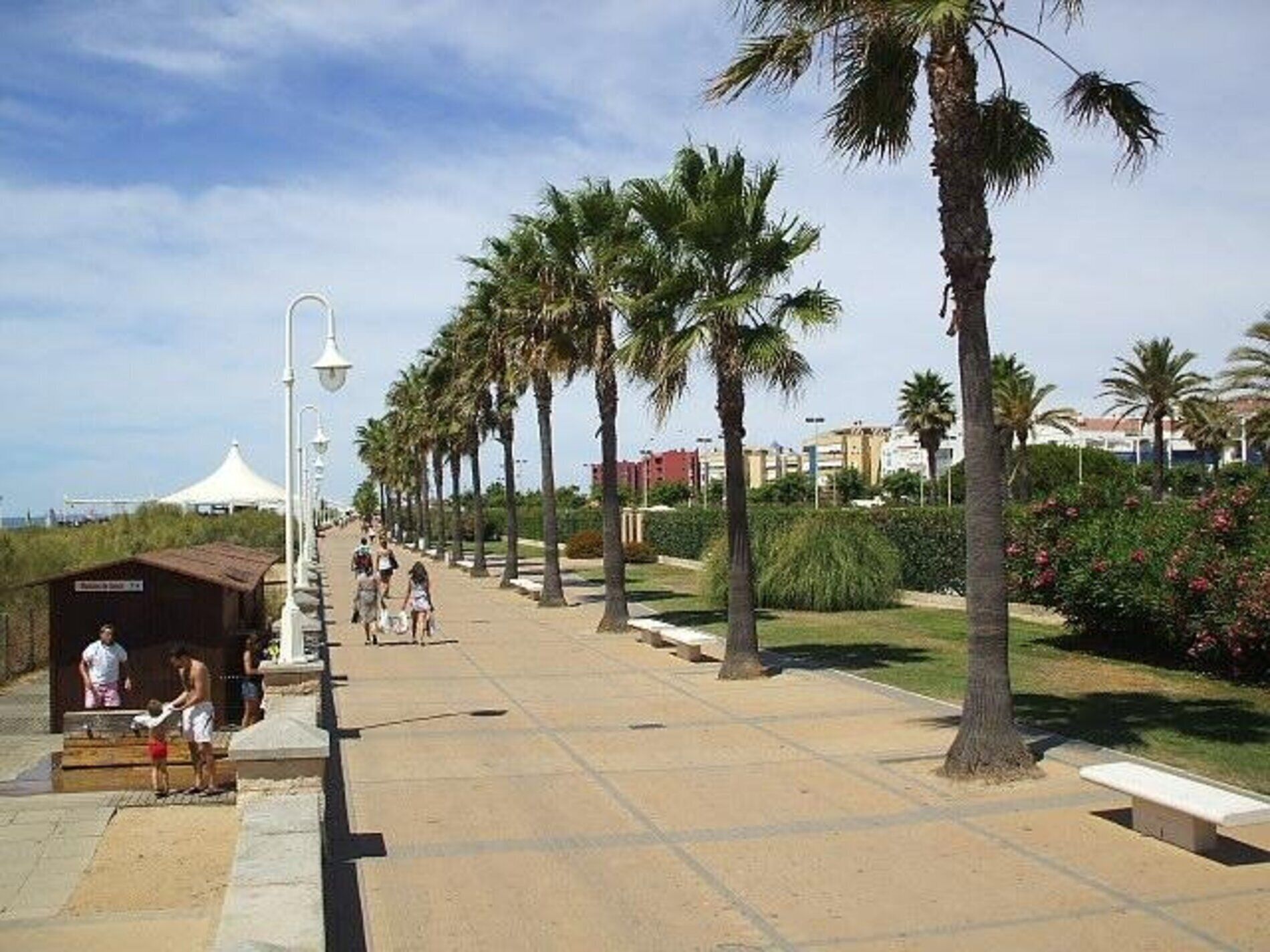 Une promenade en bord de mer, bordée de palmiers et de bancs, sous un ciel dégagé.