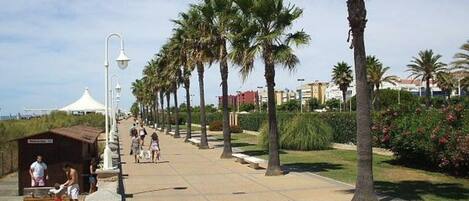 Une promenade en bord de mer, bordée de palmiers et de bancs, sous un ciel dégagé.