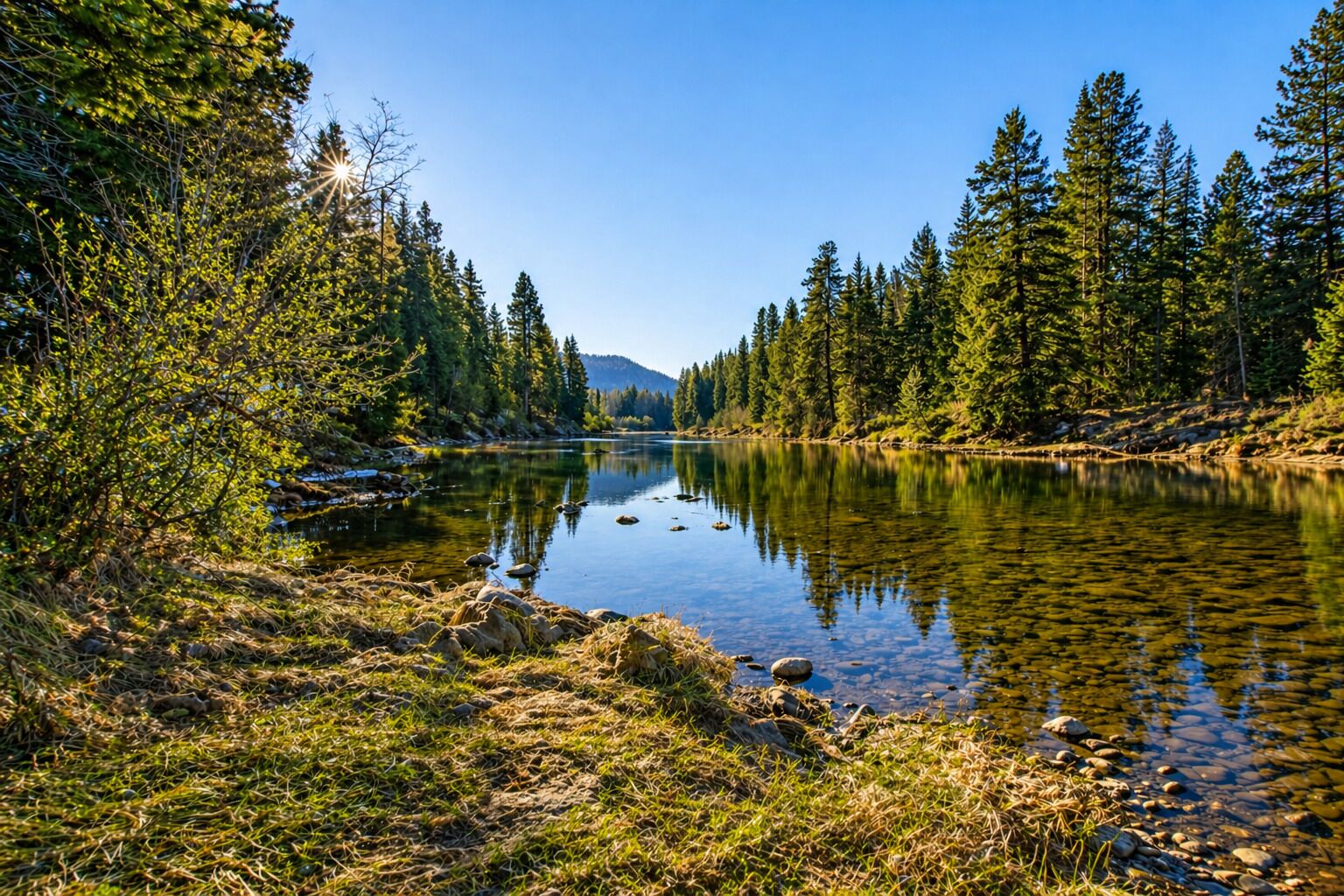 A clear view of a river surrounded by dense forest, with calm water reflecting the trees.