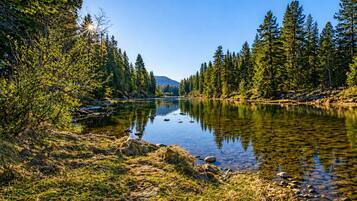 A clear view of a river surrounded by dense forest, with calm water reflecting the trees.