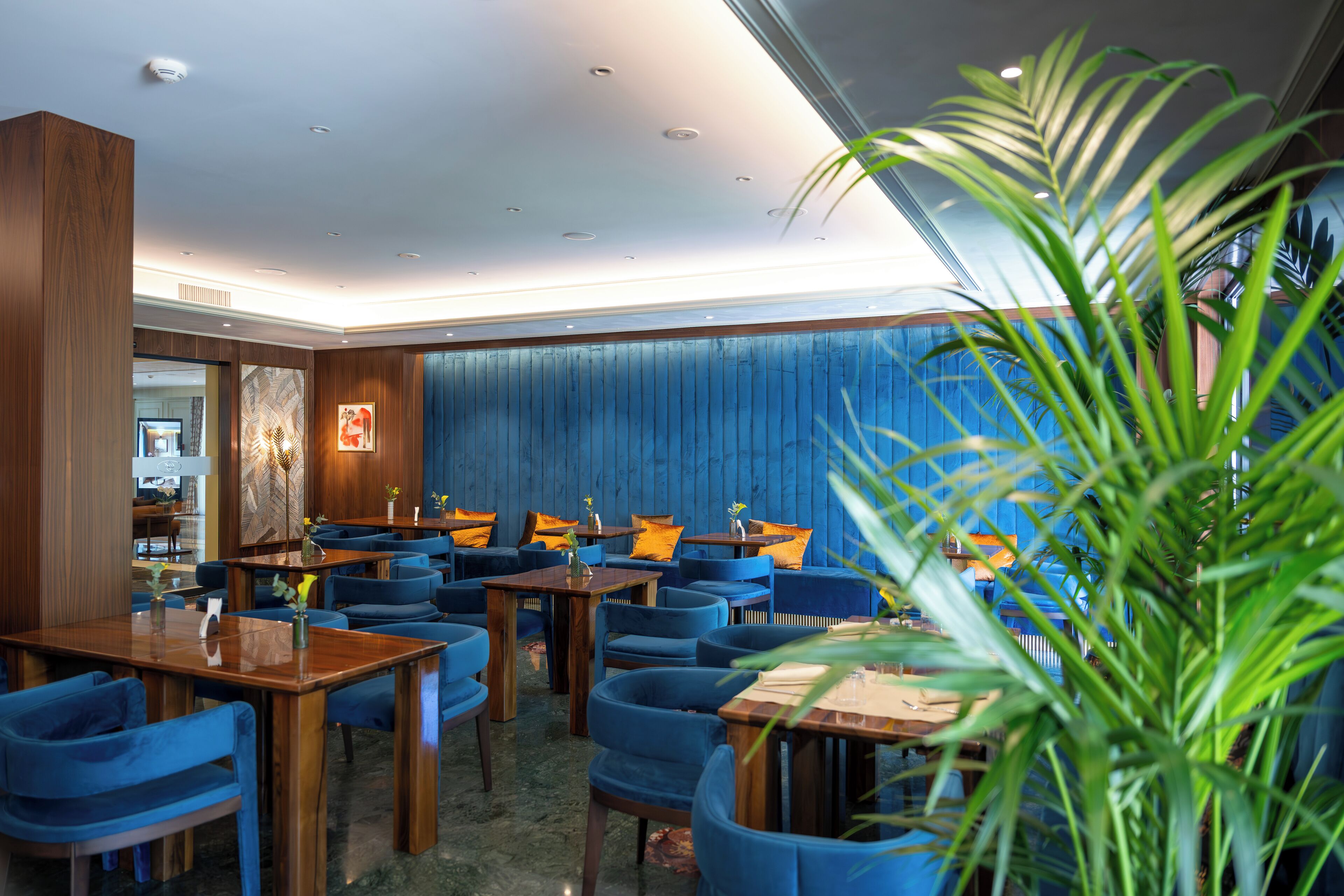 Un restaurante moderno con sillas azules y mesas de madera, con una pared azul y una planta grande en primer plano.