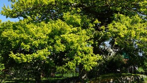 An outdoor seating area with a table and four chairs, surrounded by a brick patio and lush green trees. - Ferienhaus Sturmfrei auf Fehmarn (Fehmarn)
