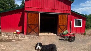A red barn with a green roof, a dog in front, and a red tractor in the background.