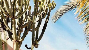 A cactus plant with a brown wall in the background. - The Garden of Siredrah, an Oasis with Pool and Hammam (Marrakech)