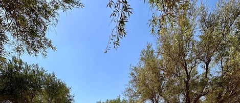 حمام سباحة