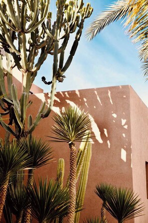 A cactus plant with a brown wall in the background.