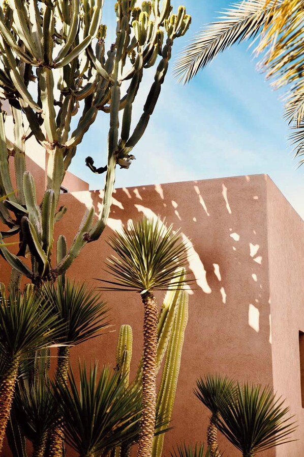 Un cactus amb una paret marró de fons.