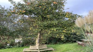 Een boom met appels, een houten bank en een gazon.