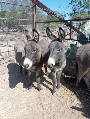 Miscellaneous - Charming farmhouse with AC and WiFi in soothing Uvalde, 20 M to Concan Tx (Uvalde)