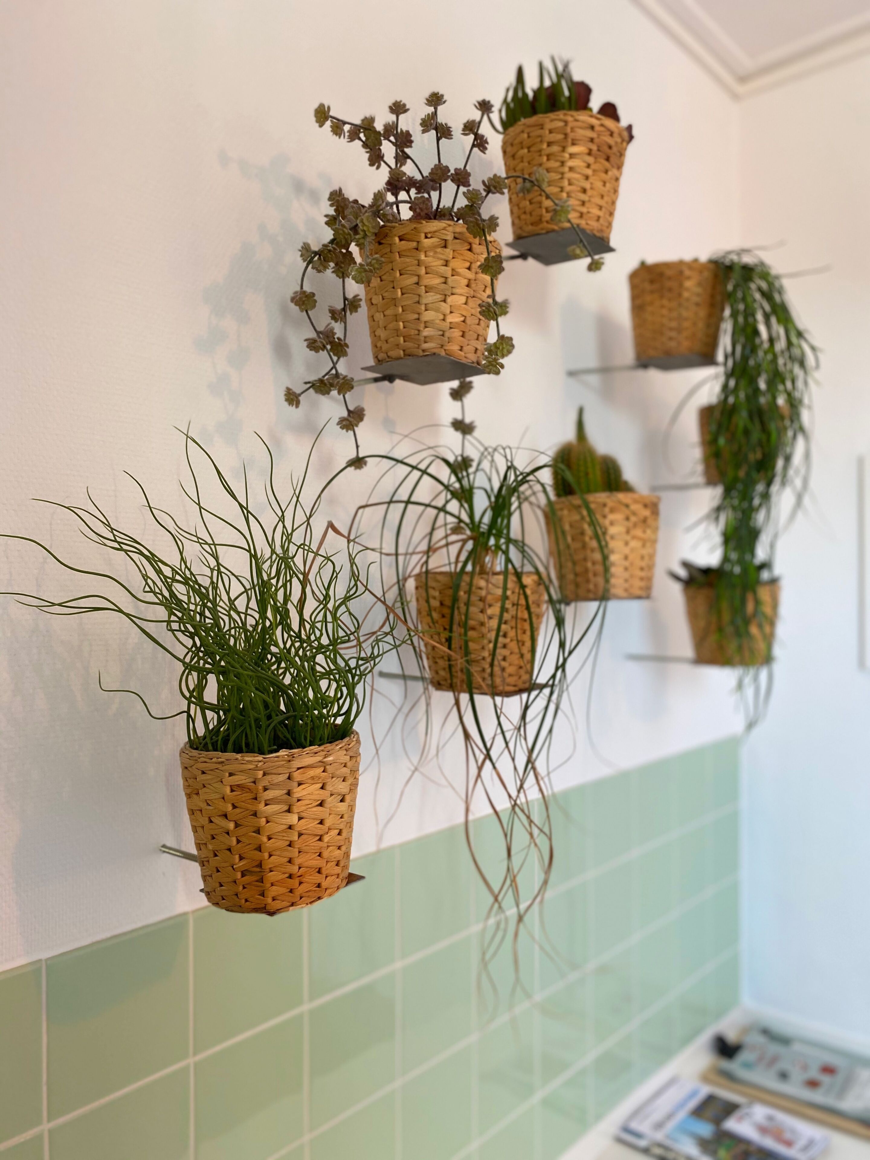 Estante en la pared con diferentes macetas y plantas.
