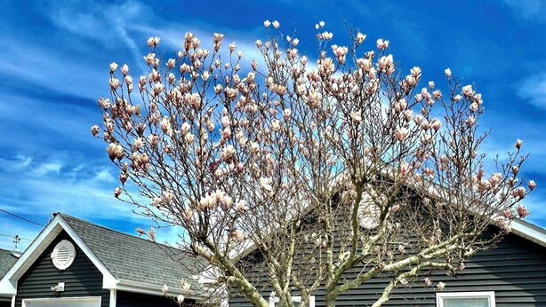 A house with a garage, surrounded by a garden with various plants and a tree with pink blossoms. - Charmingly decorated , beautiful lagoon front beach house in Little Egg Harbor (Little Egg Harbor Township)