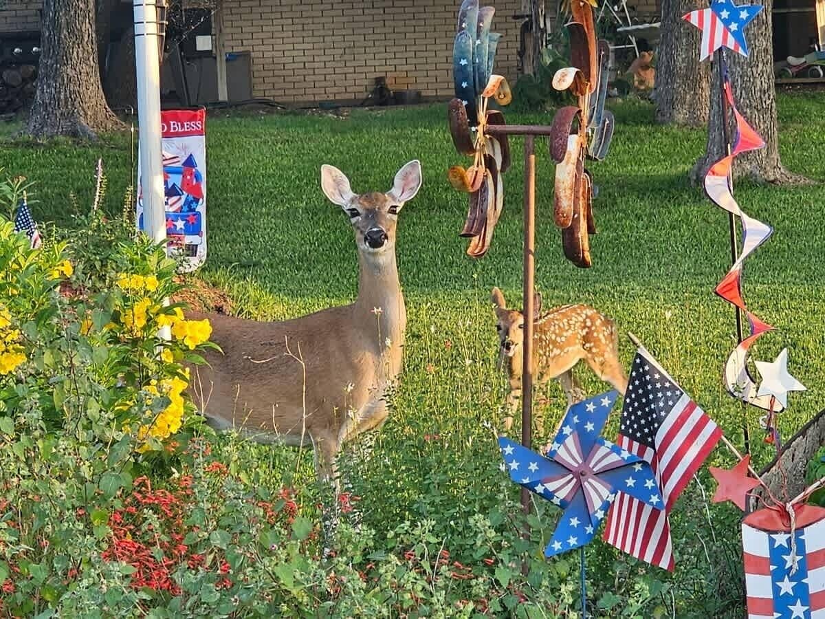 Peura puutarhassa, jossa on amerikkalaisia lippuja ja tuulimyllyjä.