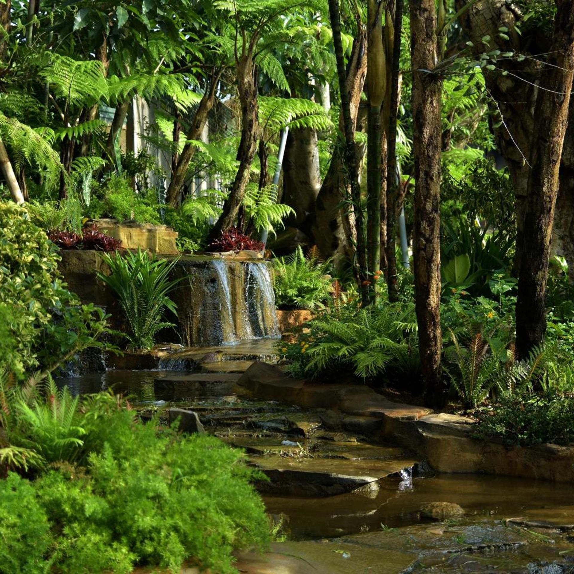 Un jardin luxuriant avec une petite cascade, un feuillage dense et une grande variété de plantes.