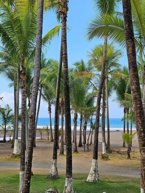 Una playa con altas palmeras y una vista despejada del océano.