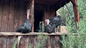 Zwei Truthähne stehen auf einer Holzveranda, im Hintergrund ein rustikales Holzgebäude.