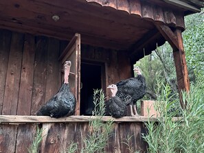 Property grounds - Orchard House at Sand Creek Homestead (Torrey)