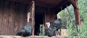 Orchard House at Sand Creek Homestead