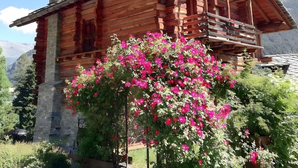 Una cabaña de madera con balcón, rodeada de montañas y un arbusto en flor.